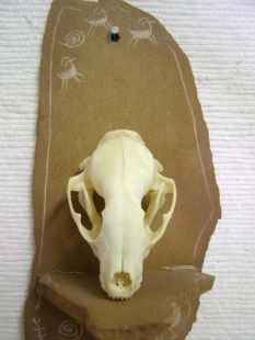 Animal Skull - Raccoon