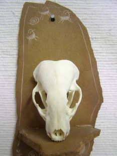 Animal Skull - Badger