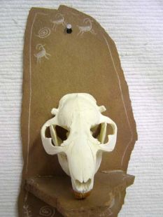Animal Skull - Beaver