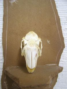 Animal Skull - Jackrabbit